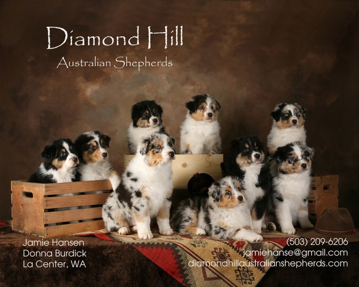 Diamond Hill Australian Shepherds