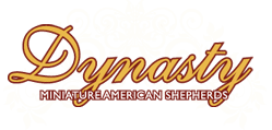 Dynasty Miniature American Shepherds