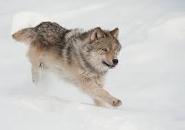 wolfrun
